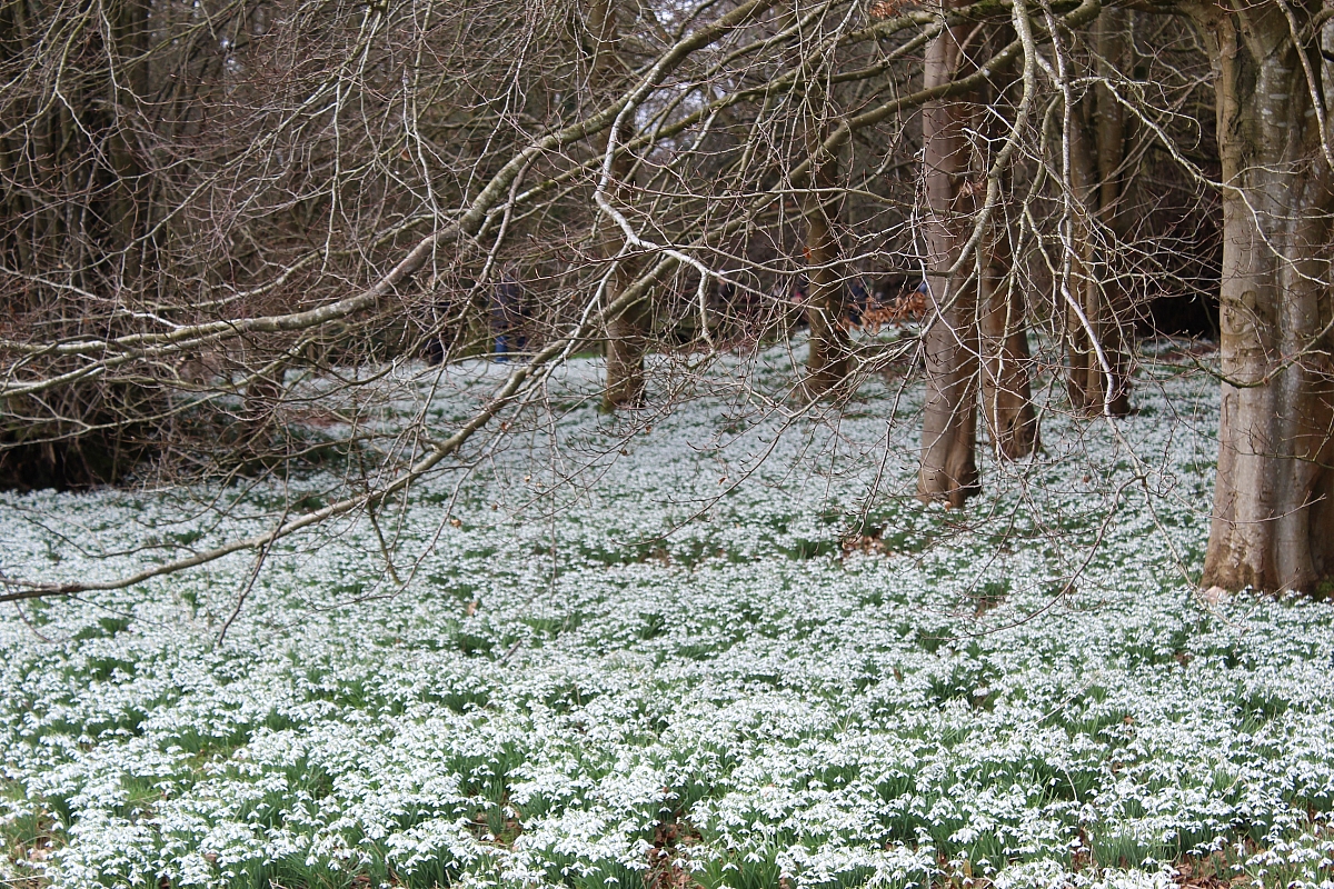 The Snowdrop run and Lunch.